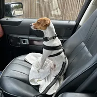 Puppy5, a female Jack Russell Terrier for sale in Victorville, CA – Photo 9 of 10