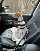 Puppy5, a female Jack Russell Terrier for sale in Victorville, CA – Photo 9 of 10