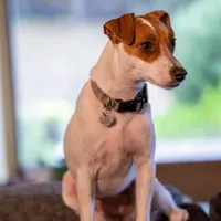 Puppy5, a female Jack Russell Terrier for sale in Victorville, CA – Photo 1 of 10