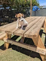 Female brown even tri mask, a female Parson Russell Terrier for sale in Victorville, CA – 7 of 7