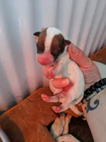 Female brown even tri mask, a female Parson Russell Terrier for sale in Victorville, CA – 3 of 3