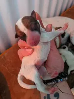 Female brown even tri mask, a female Parson Russell Terrier for sale in Victorville, CA – 2 of 3