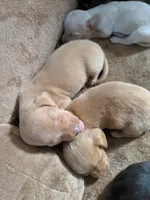 Girl 1 , a female Miniature Dachshund for sale in Victorville, CA – 2 of 2