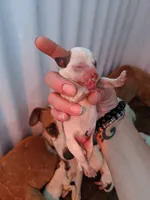 Boy brown eye braws, a male Parson Russell Terrier for sale in Victorville, CA – 1 of 2