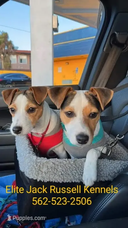 Pervious puppies pics