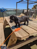 Female 3 black, a female Dachshund for sale in Victorville, CA – 4 of 7