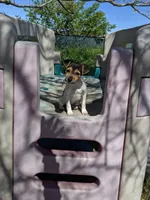 Girl 1, a female Parson Russell Terrier for sale in Victorville, CA – Photo 5 of 6