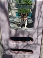 Girl 1, a female Parson Russell Terrier for sale in Victorville, CA – Photo 4 of 6