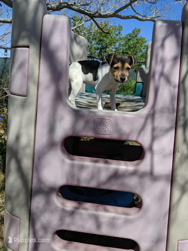 Girl 1 – Parson Russell Terrier puppy for sale in Victorville, CA