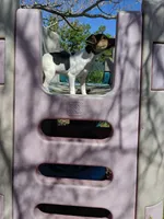 Girl 1, a female Parson Russell Terrier for sale in Victorville, CA – Photo 3 of 6