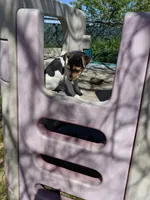 Girl 1, a female Parson Russell Terrier for sale in Victorville, CA – Photo 6 of 6