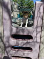 Girl 1, a female Parson Russell Terrier for sale in Victorville, CA – Photo 2 of 6