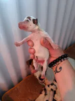 Boy brown eye braws, a male Parson Russell Terrier for sale in Victorville, CA – 2 of 2
