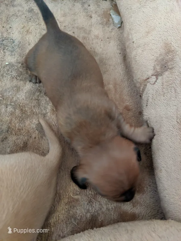Boy 1 – Dachshund puppy for sale in Victorville, CA