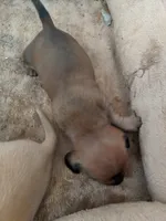 Boy 1, a male Dachshund for sale in Victorville, CA – 1 of 2