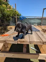 Female 3 black, a female Dachshund for sale in Victorville, CA – 2 of 7