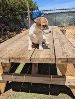 Female brown even tri mask, a female Parson Russell Terrier for sale in Victorville, CA – 5 of 7