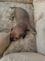 Boy 1, a male Dachshund for sale in Victorville, CA – 2 of 2