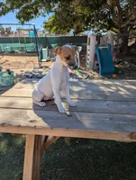 Female 1, a female Parson Russell Terrier for sale in Victorville, CA – 3 of 4