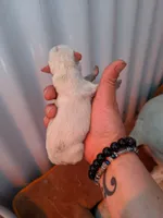Female, a female Parson Russell Terrier for sale in Victorville, CA – 2 of 2