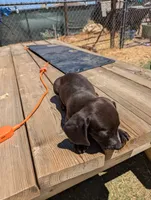 Female 1, a female Dachshund for sale in Victorville, CA – 5 of 5