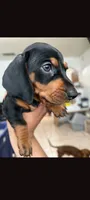 Female 1, a female Dachshund for sale in Victorville, CA – 2 of 2