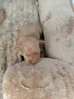 Female 1, a female Dachshund for sale in Victorville, CA – 2 of 2