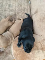 Female 3 black, a female Dachshund for sale in Victorville, CA – 2 of 2