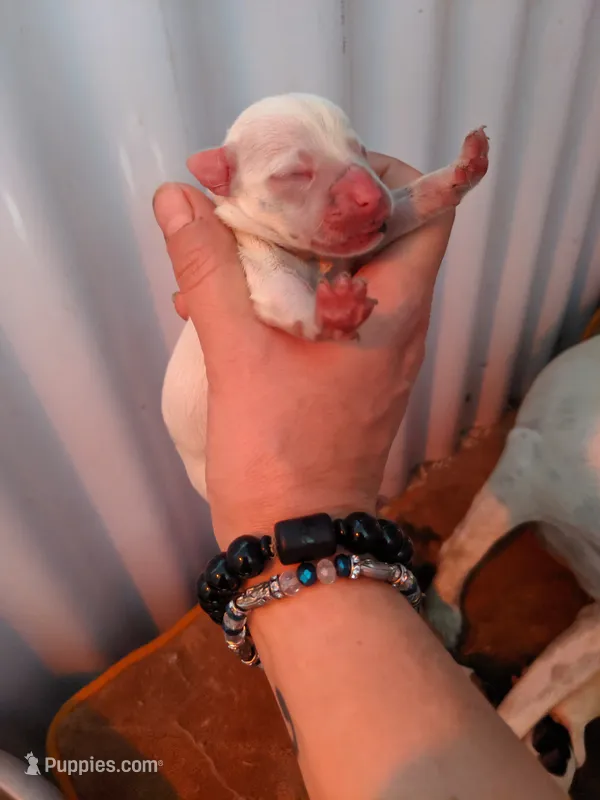 Female – Parson Russell Terrier puppy for sale in Victorville, CA