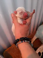Female, a female Parson Russell Terrier for sale in Victorville, CA – 1 of 2