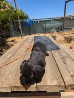 Female 3 black, a female Dachshund for sale in Victorville, CA – 5 of 7
