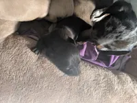  Black male, a female Miniature Dachshund for sale in Victorville, CA – 1 of 2