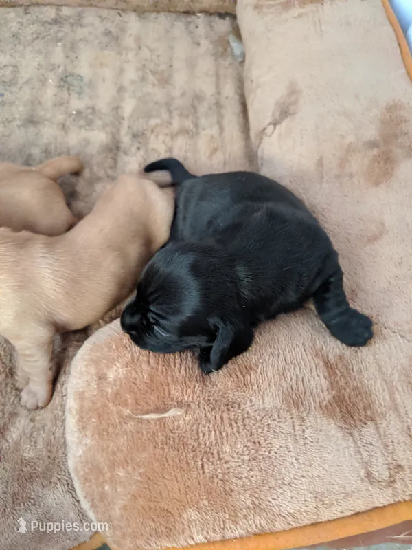 Female 3 black – Dachshund puppy for sale in Victorville, CA