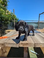 Female 3 black, a female Dachshund for sale in Victorville, CA – 7 of 7