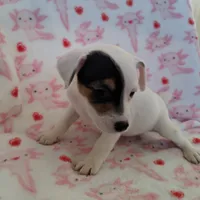 Girl 2, a female Parson Russell Terrier for sale in Victorville, CA – Photo 2 of 4