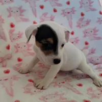Girl 2, a female Parson Russell Terrier for sale in Victorville, CA – Photo 3 of 4