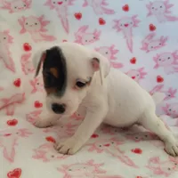 Girl 2, a female Parson Russell Terrier for sale in Victorville, CA – Photo 4 of 4