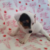 Girl 2, a female Parson Russell Terrier for sale in Victorville, CA – Photo 1 of 4