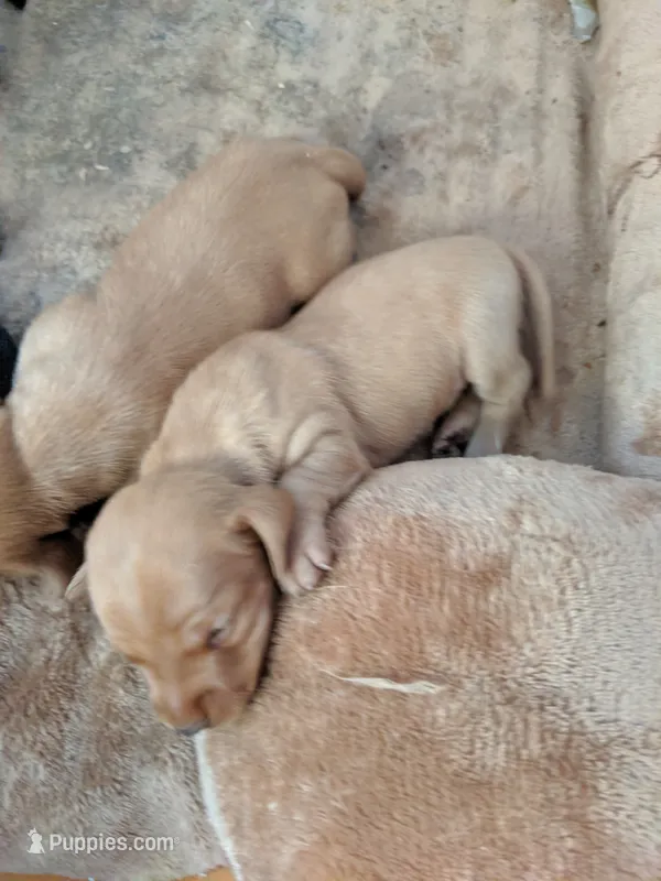 Female 2 – Dachshund puppy for sale in Victorville, CA
