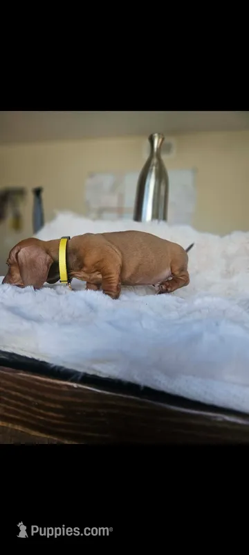 Female 3 black – Dachshund puppy for sale in Victorville, CA