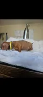 Female 3 black, a male Dachshund for sale in Victorville, CA – 1 of 2