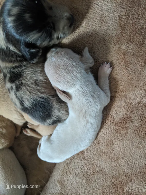 Cream boy, a male Miniature Dachshund for sale in Victorville, CA – 1 of 1