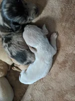 Cream boy, a male Miniature Dachshund for sale in Victorville, CA – 1 of 1
