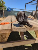 Female 1, a female Dachshund for sale in Victorville, CA – 3 of 5