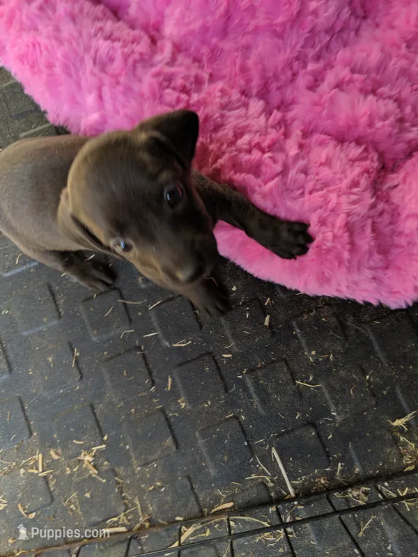 Female 1 – Dachshund puppy for sale in Victorville, CA