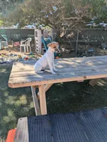 Female 1, a female Parson Russell Terrier for sale in Victorville, CA – 4 of 4