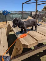 Female 3 black, a female Dachshund for sale in Victorville, CA – 6 of 7