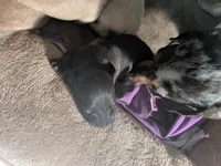  Black male, a female Miniature Dachshund for sale in Victorville, CA – 2 of 2