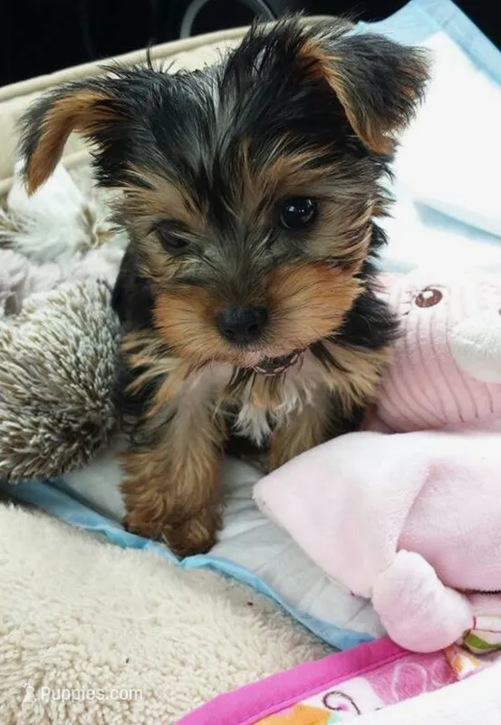 Luna – Yorkshire Terrier puppy for sale in Houston, TX