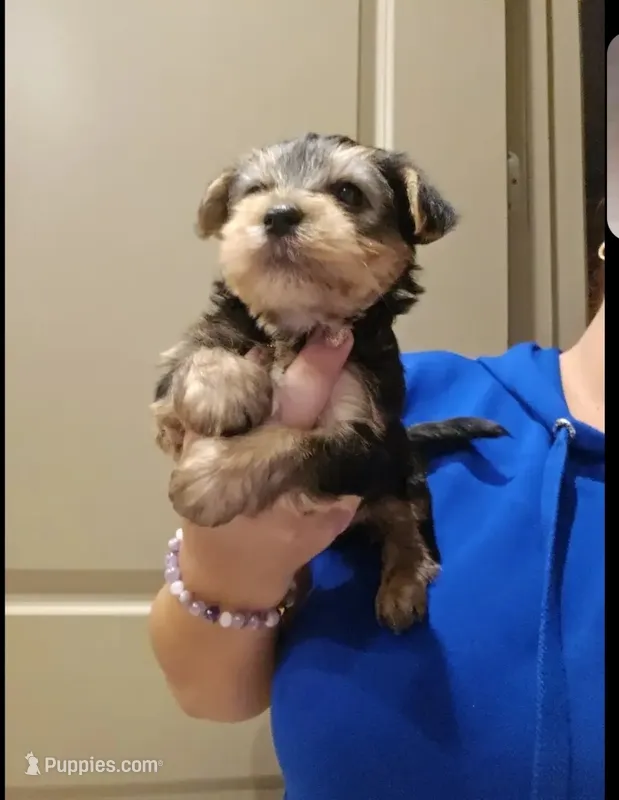 Bengy – Yorkshire Terrier puppy for sale in Houston, TX